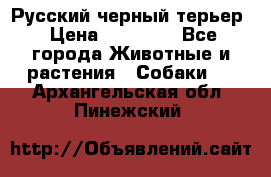 Русский черный терьер › Цена ­ 35 000 - Все города Животные и растения » Собаки   . Архангельская обл.,Пинежский 